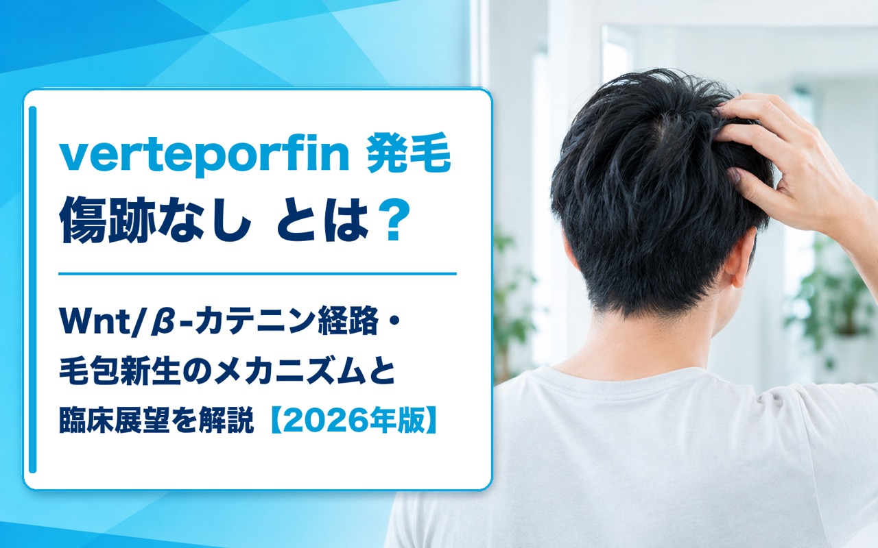 verteporfin 発毛 傷跡なし とは？Wnt/β-カテニン経路・毛包新生のメカニズムと臨床展望を解説【2026年版】